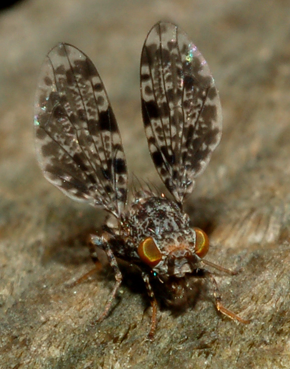 Callopistromyia annulipes: c'' ancora!