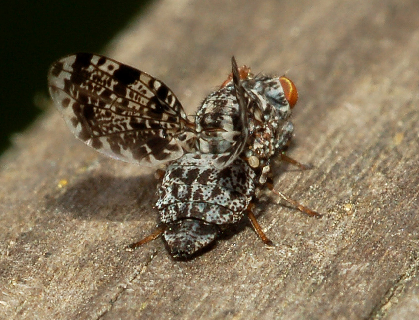 Callopistromyia annulipes: c'' ancora!