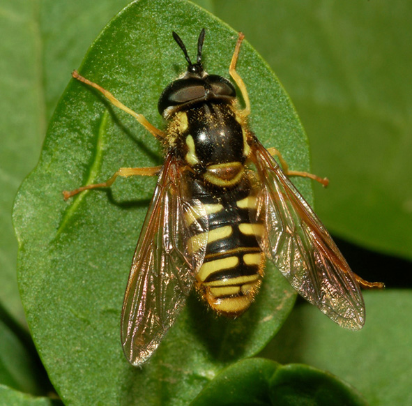 syrphidae