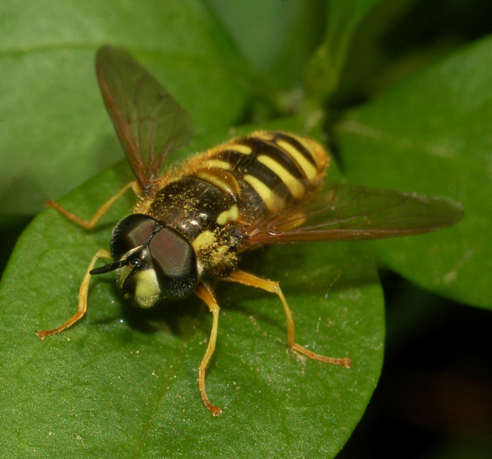 syrphidae