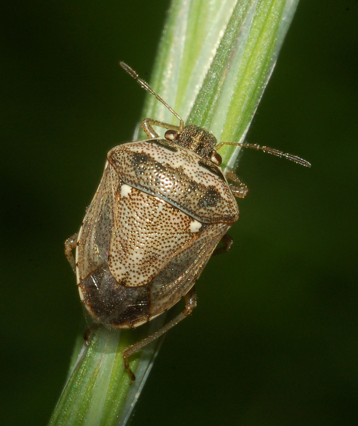 Pentatomidae: Eysarcoris ventralis del parco sud Milano