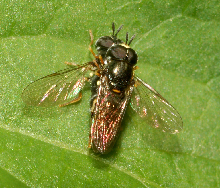 Accoppiamento di Paragus sp. (Syrphidae)