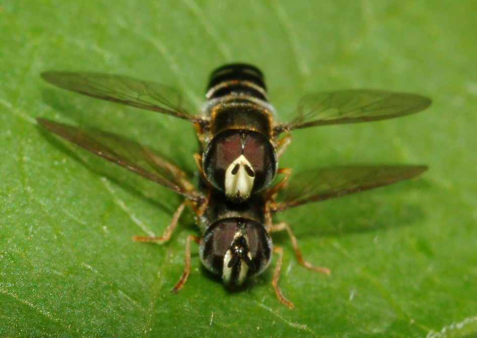 Accoppiamento di Paragus sp. (Syrphidae)