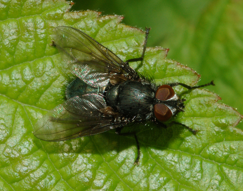 altro calliphoridae?