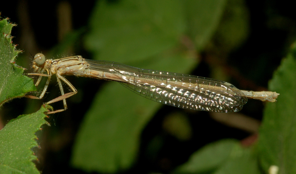 aiuto id - Platycnemis pennipes (femmina imm.)