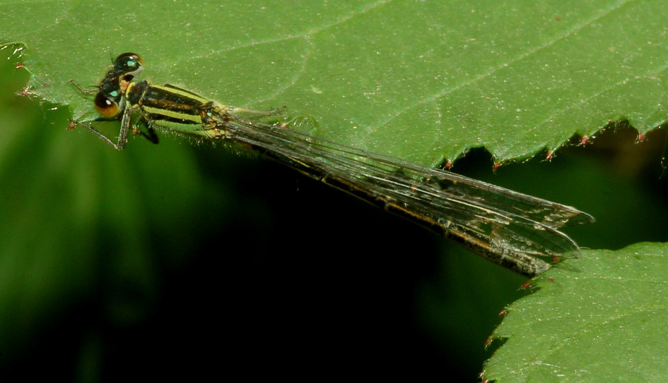 aiuto id - Ischnura elegans (femmina)