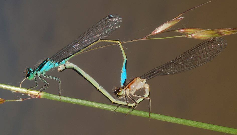 aiuto id - Ischnura elegans (accoppiamento)