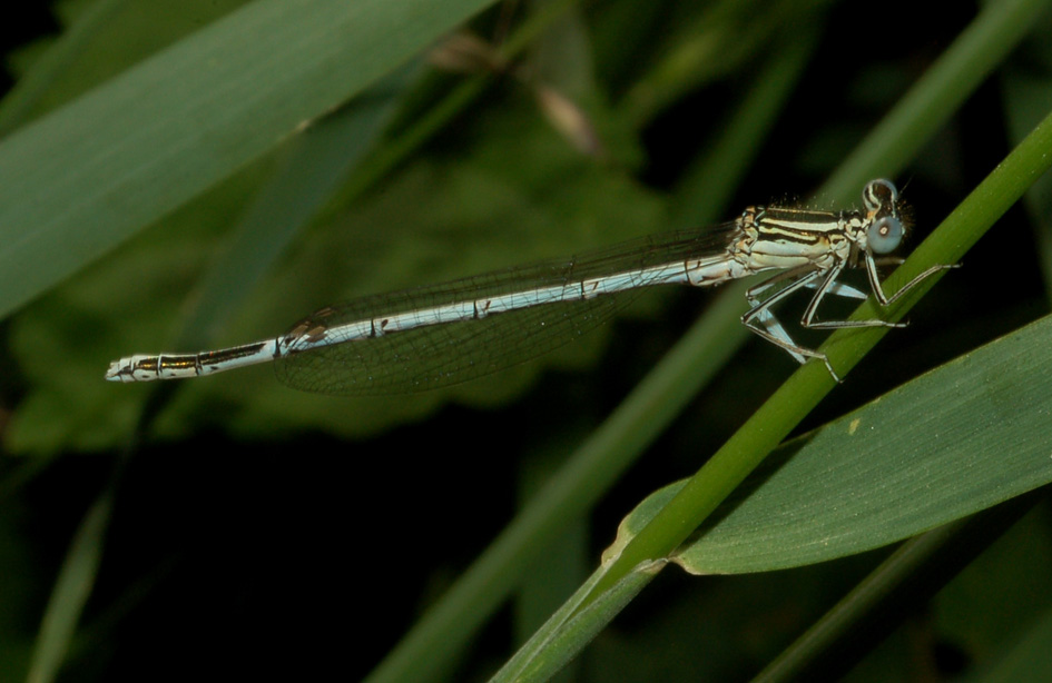 aiuto id - Platycnemis pennipes (maschio)