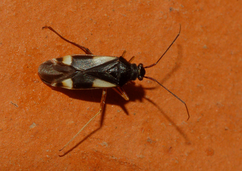 Miridae: Dryophilocoris flavoquadrimaculatus di Toscana (AR)