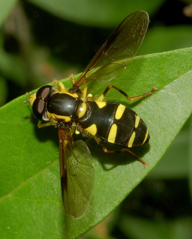 syrphidae: xanthogramma...