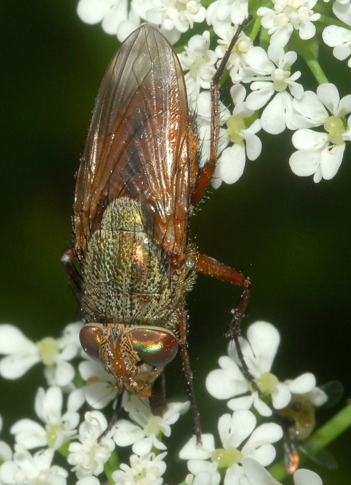 Rhyncomya sp. (Calliphoridae)