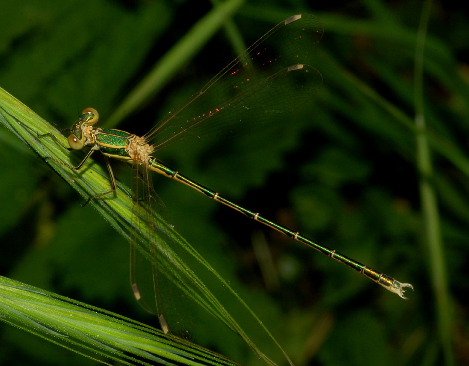 ancora la solita lestes viridis? - No, Lestes barbarus (M)