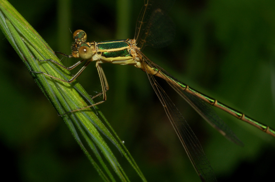 ancora la solita lestes viridis? - No, Lestes barbarus (M)