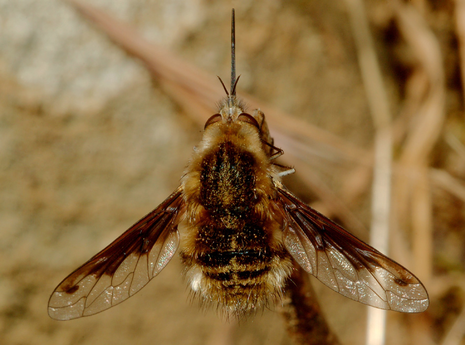 bombylius major?