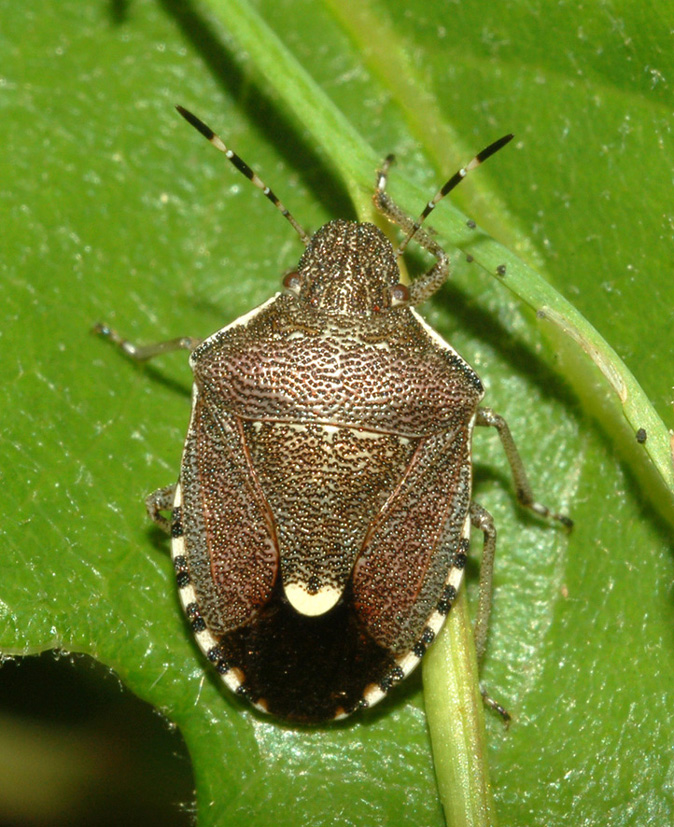 Pentatomidae: Holcostethus sphacelatus della Toscana (AR)