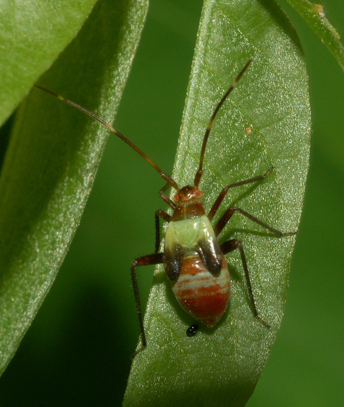 giovane miridae?