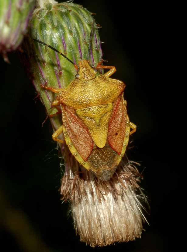 carpocoris: distinzione specie...