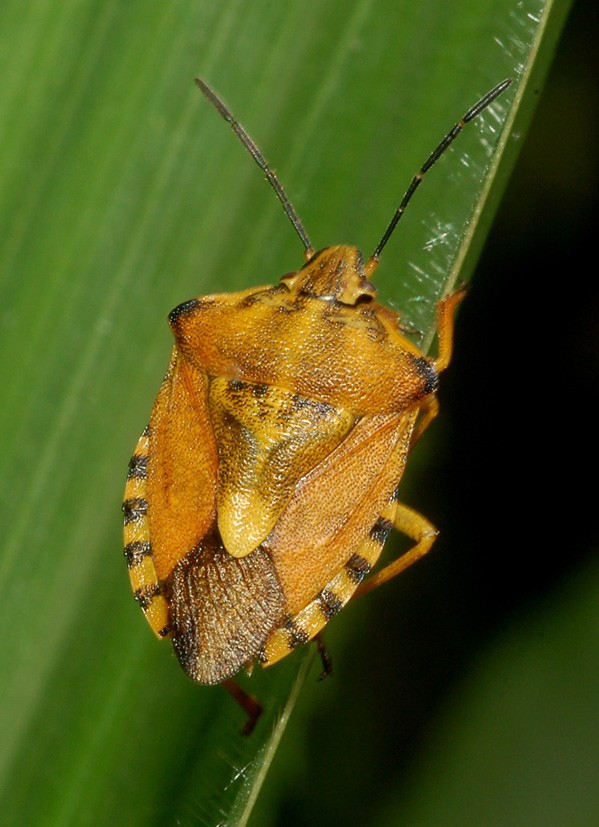 carpocoris: distinzione specie...