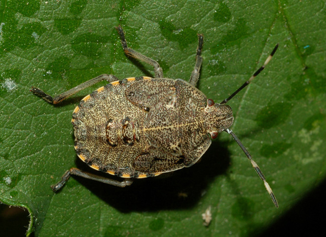 da grande potrebbe essere rhaphigaster?