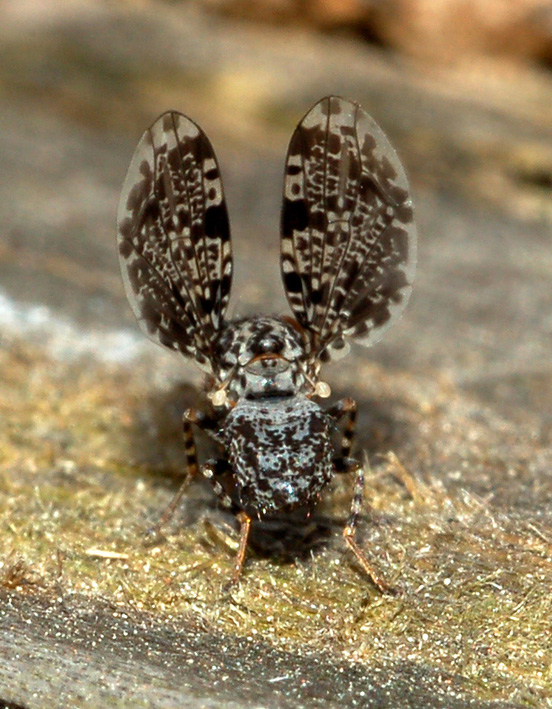 Callopistromyia annulipes (Macquart, 1855) - Ulidiidae