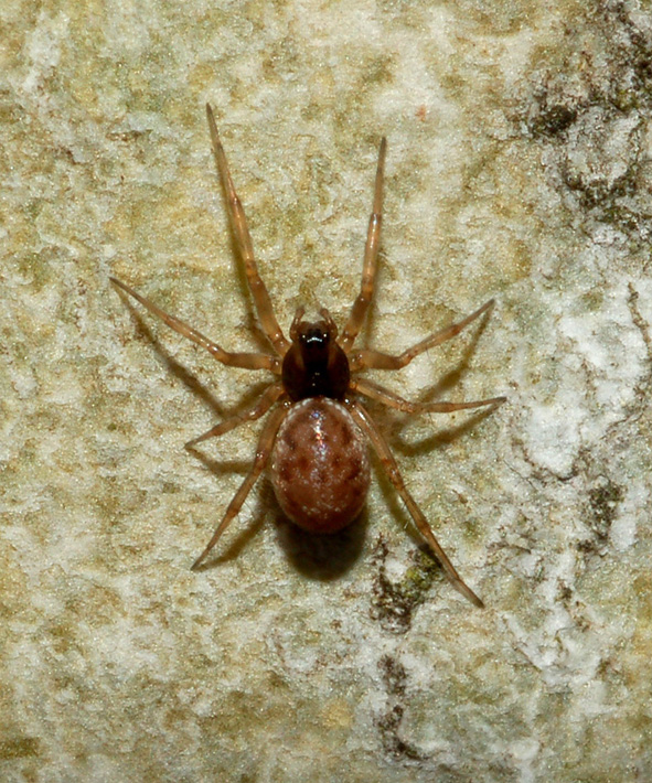 Enoplognatha sp. e Linyphiidae