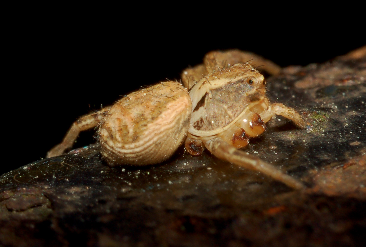 Xysticus sp.