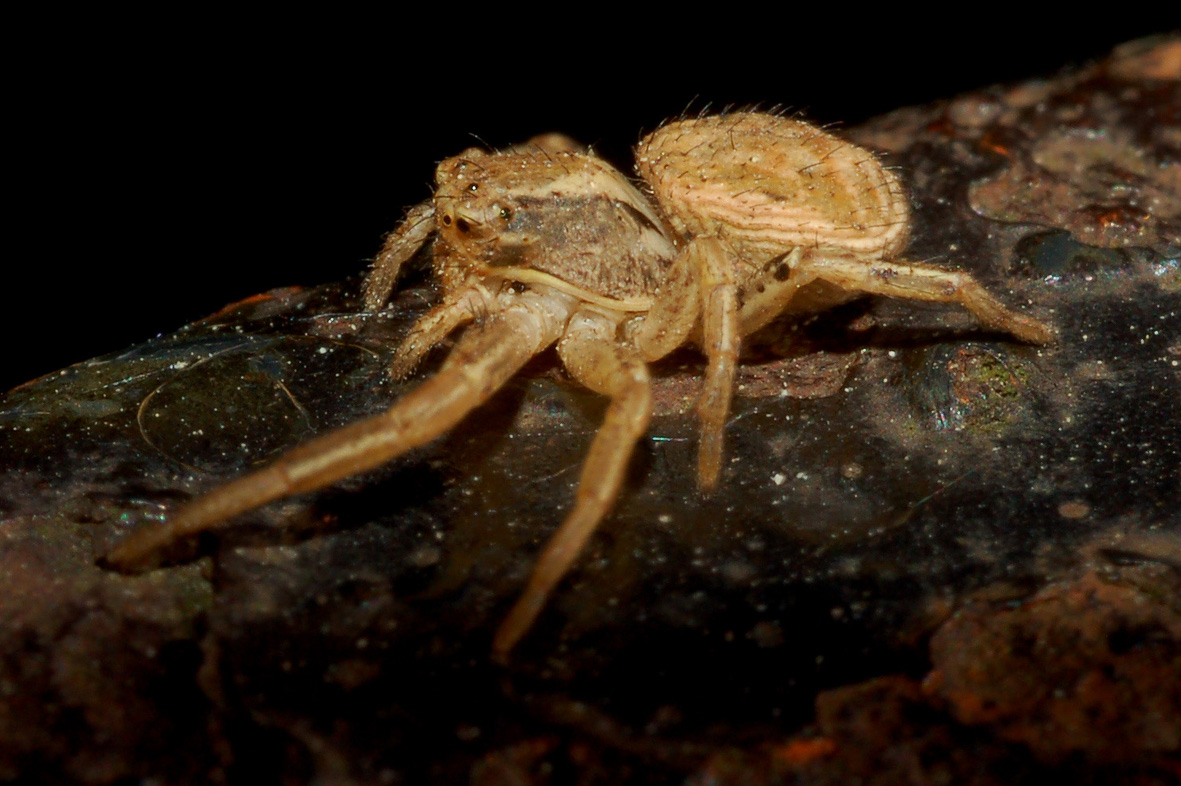 Xysticus sp.