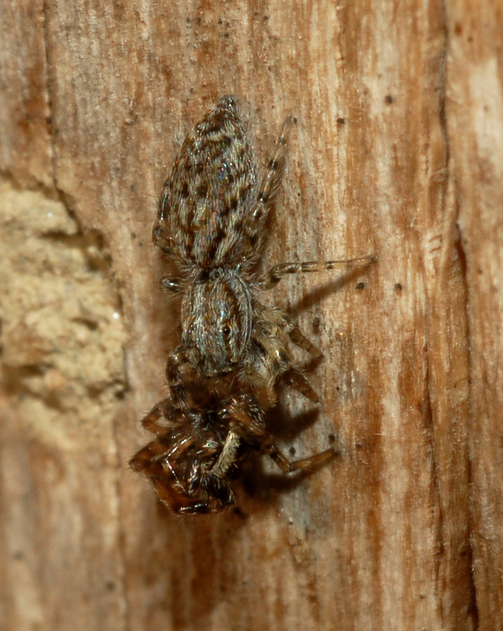 ultimo salticidae