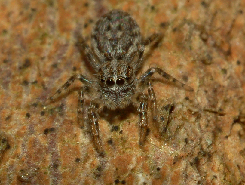 ultimo salticidae