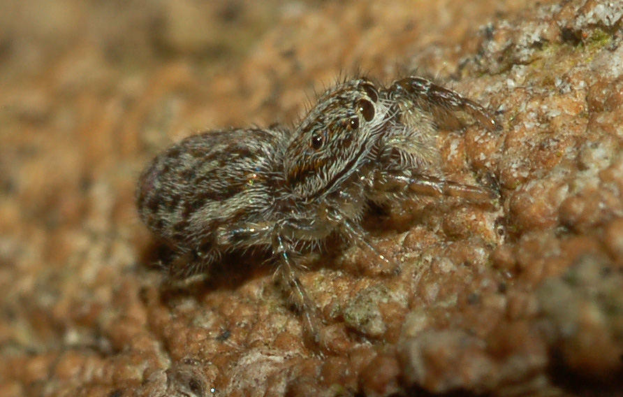 ultimo salticidae