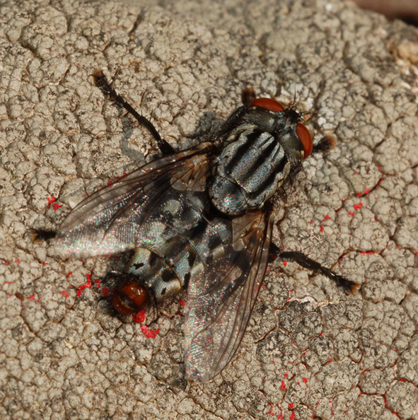 Sarcophaga sp. (Sarcophagidae)