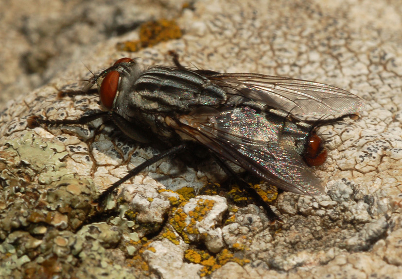 Sarcophaga sp. (Sarcophagidae)