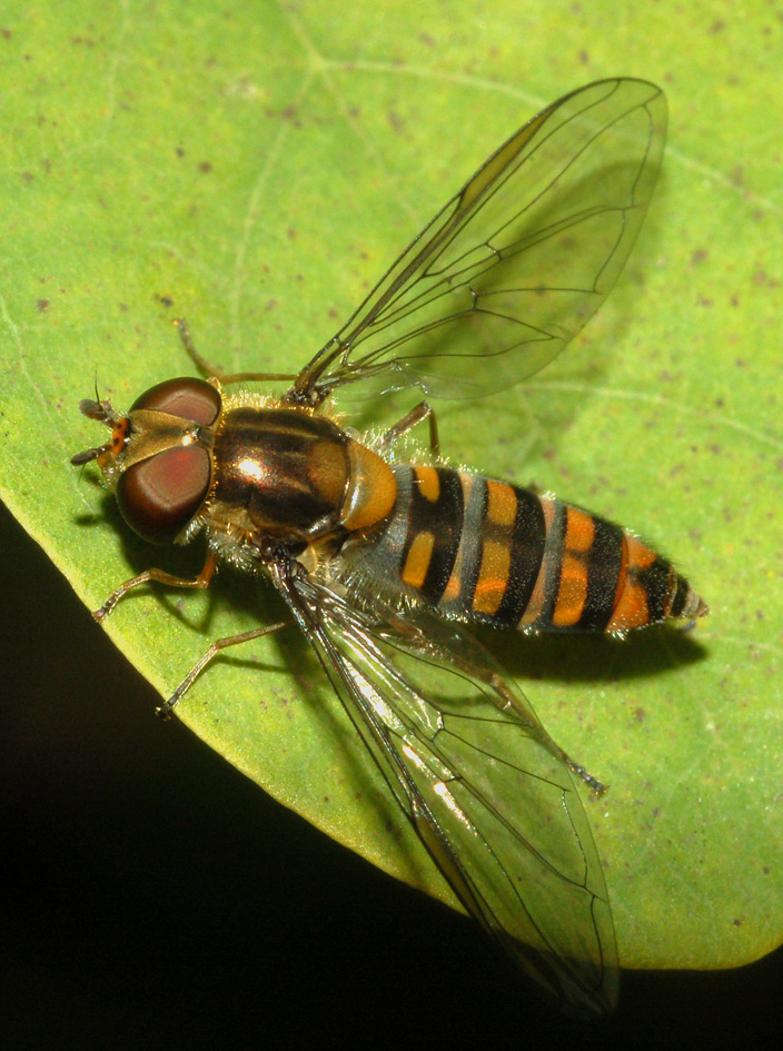 Episyrphus balteatus F (Syrphidae)