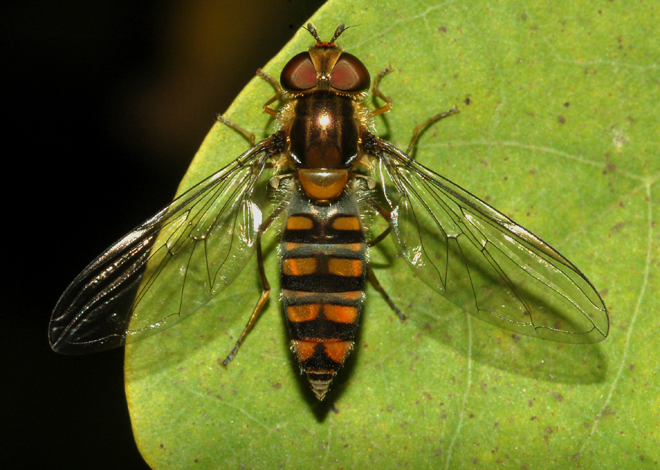 Episyrphus balteatus F (Syrphidae)