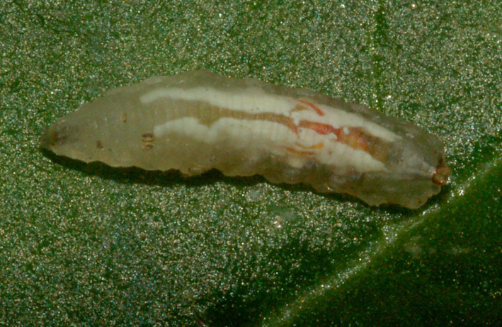 Larva di dittero Syrphidae