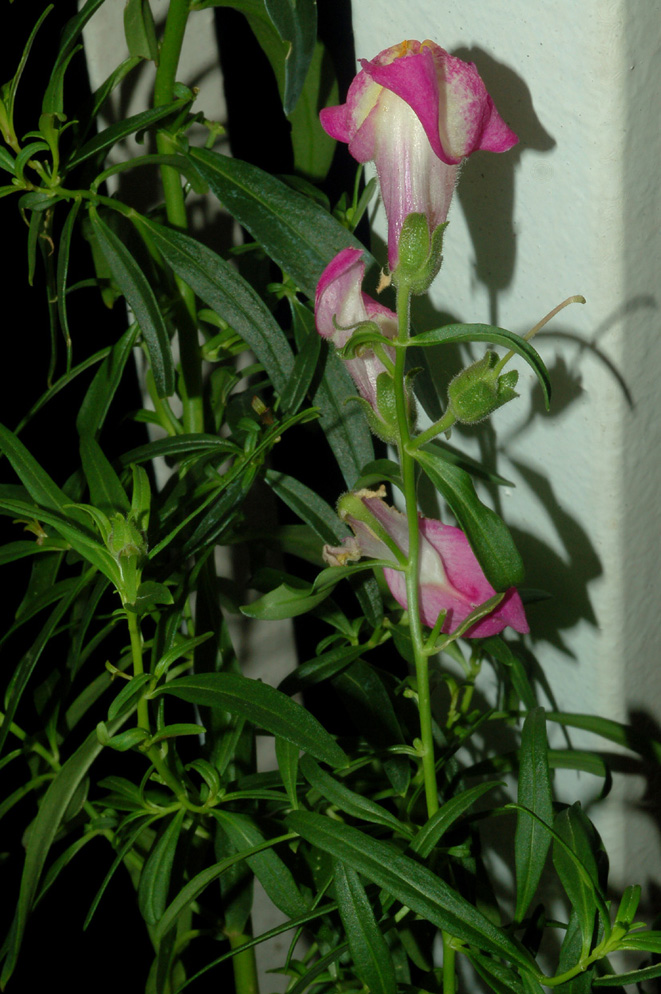 Antirrhinum majus