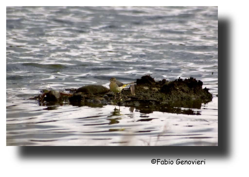 Ballerina-Gialla(forse)