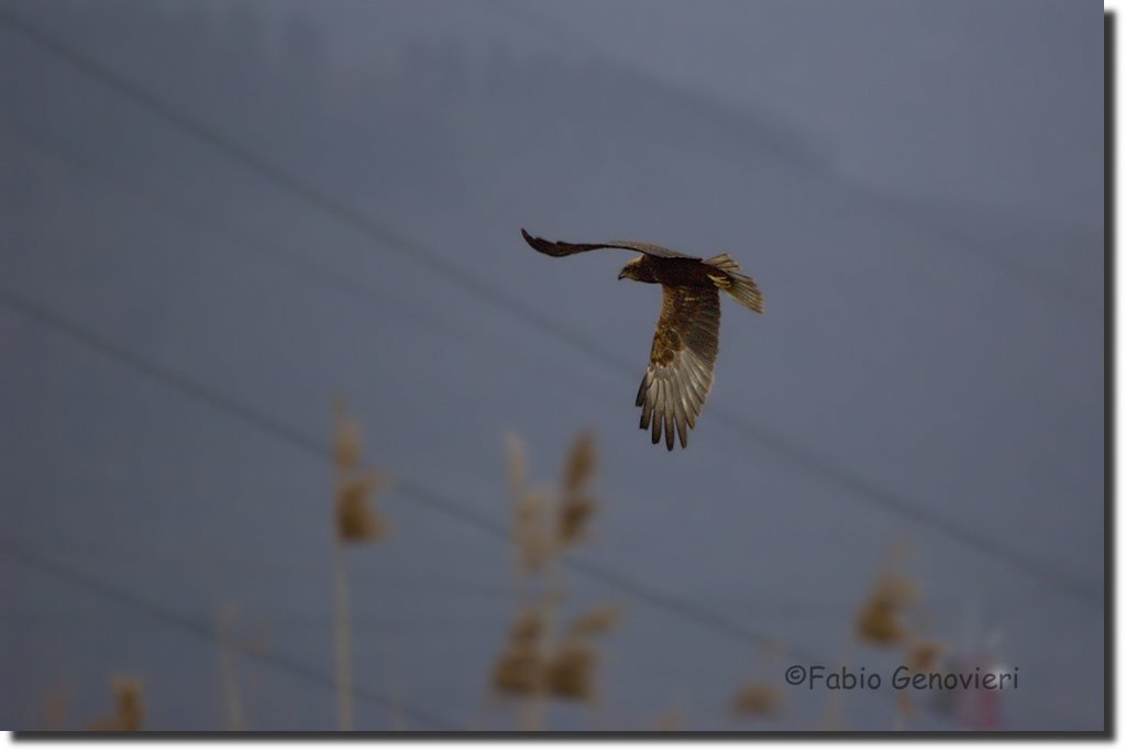 Falco Di Palude