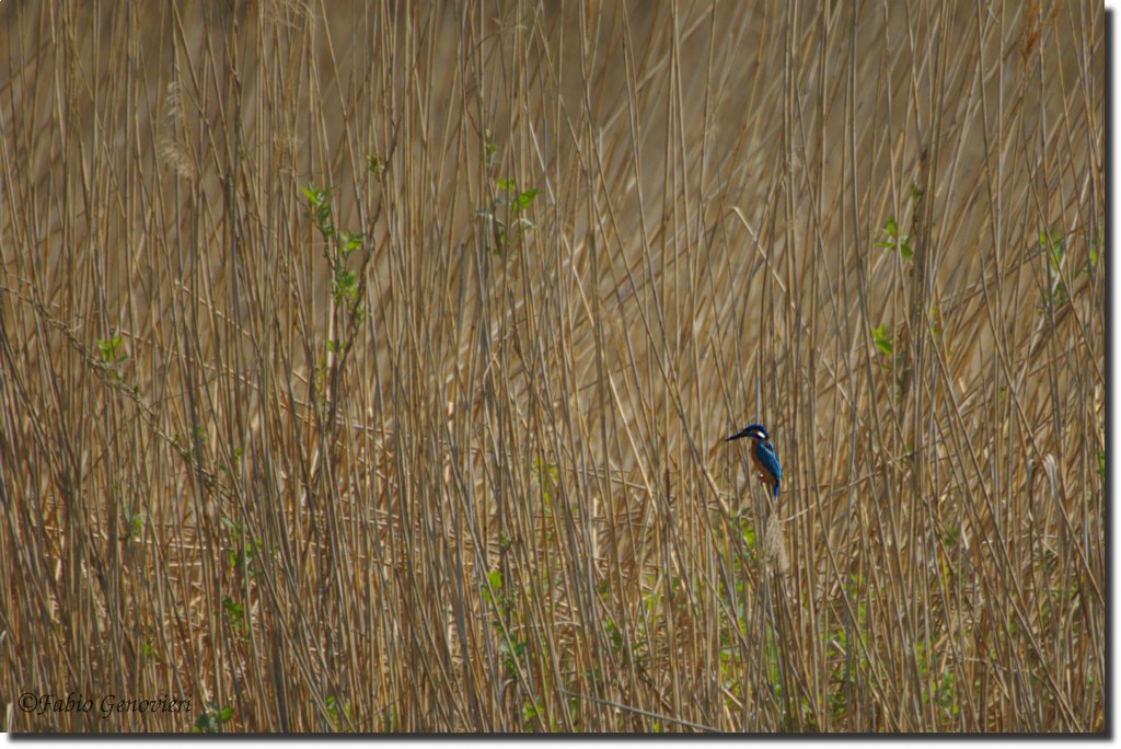 Sequenza di Martin Pescatore