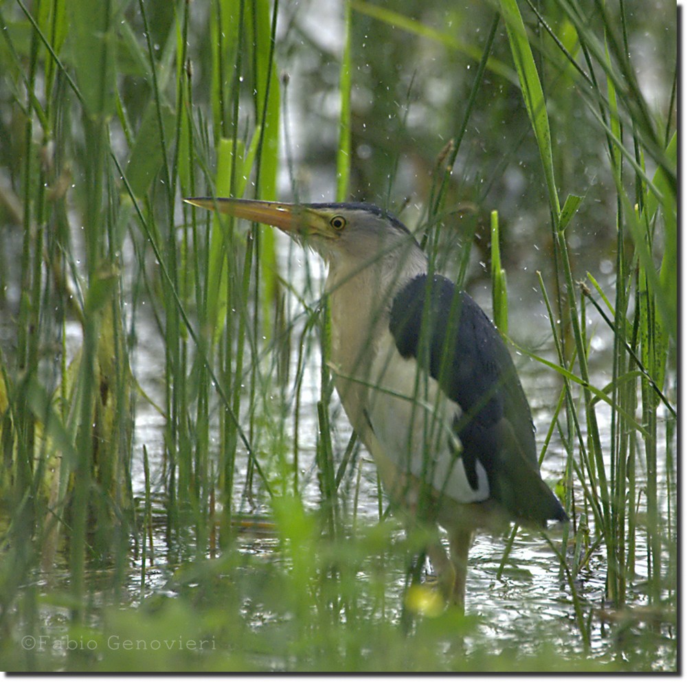 Tarabusino senz''ombrello