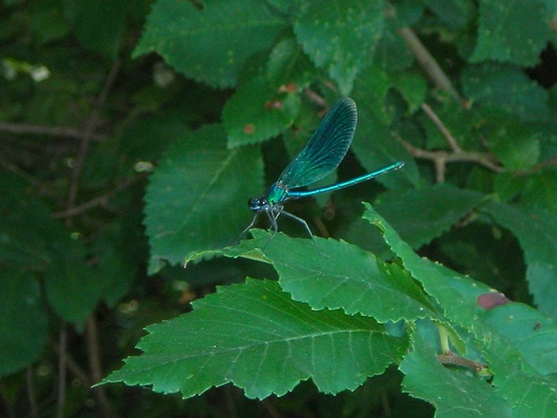 identificazione libellula