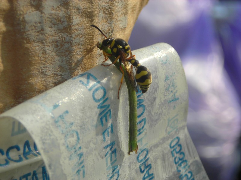 Eumenes sp. con preda (bruco di Geometridae)