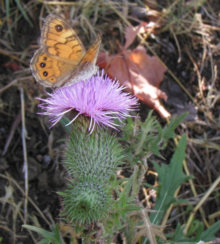 Cirsium vulgare