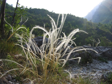 Classificazione fiore (Stipa sp.)