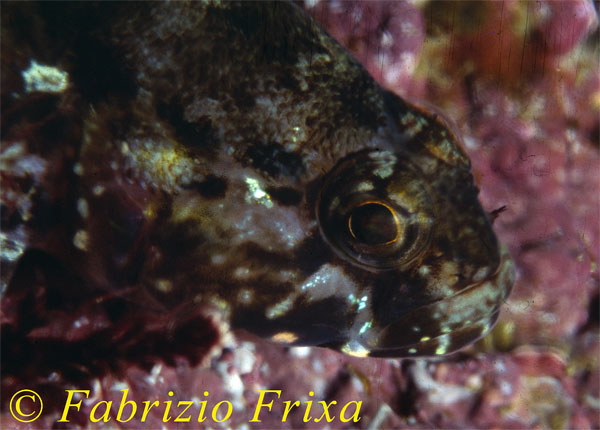 Blennidi vari..