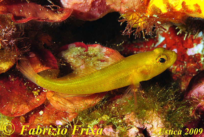 Gobius auratus   Risso, 1810