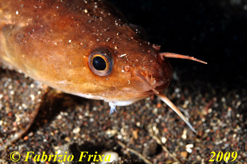 Gaidropsarus mediterraneus (Linnaeus, 1758)