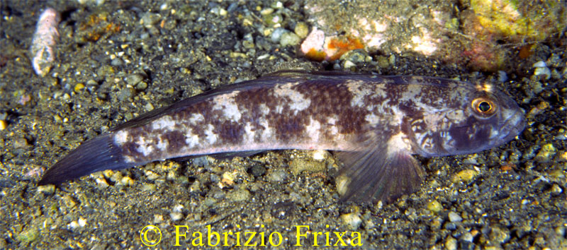 Gobius niger e Gobius incognitus