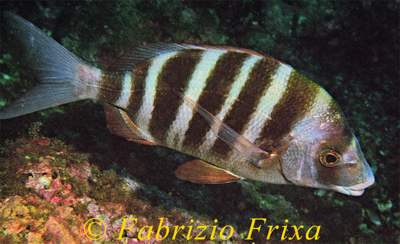 Diplodus cervinus cervinus