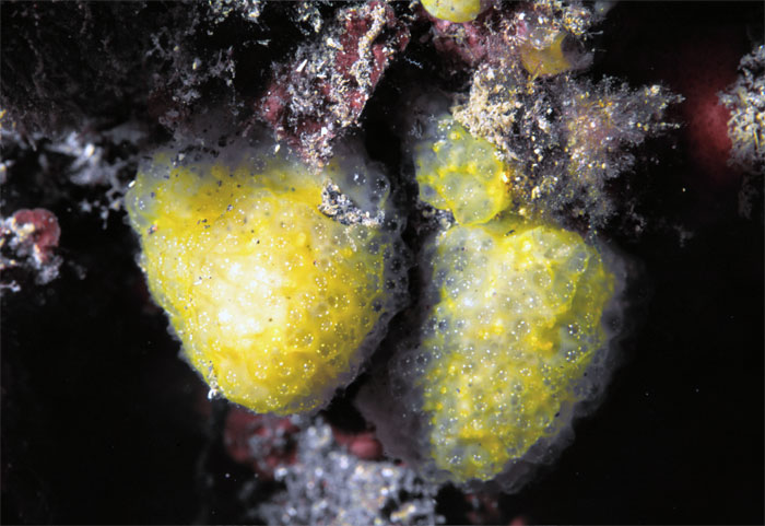 Pseudodistoma obscurum